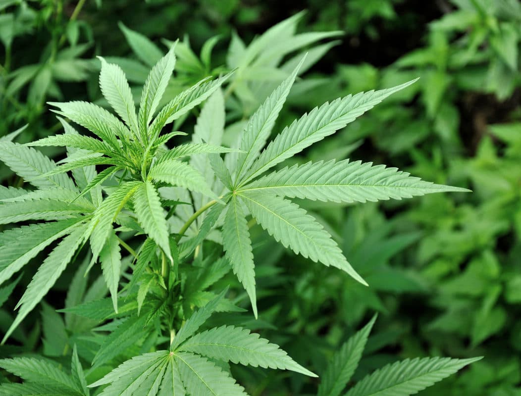 CBD Blüten kaufen: Die besten Sorten für Entspannung