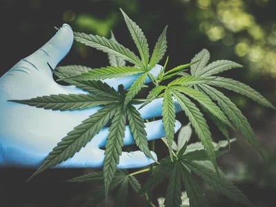 Die besten Indicas und Sativas – Cannabis Samen bestellen mit Auswahland