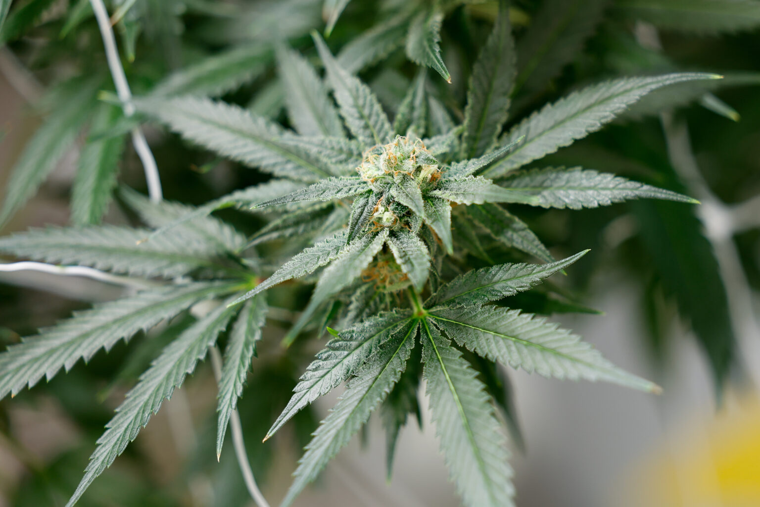 Die besten Indicas und Sativas – Cannabis Samen bestellen mit Auswahland