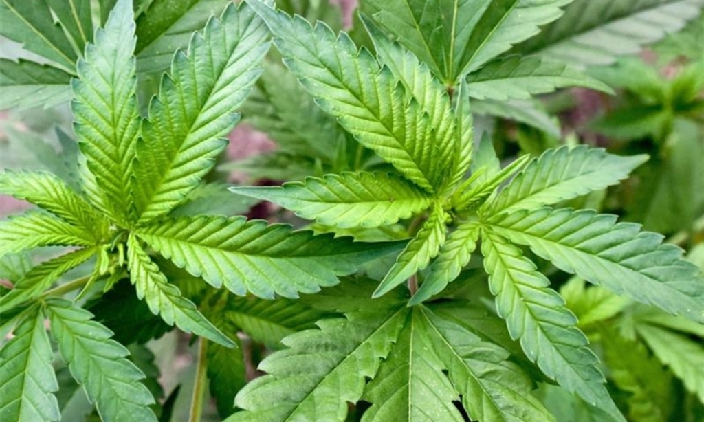Organische vs. chemische Düngung bei der Aufzucht von Cannabis Samen