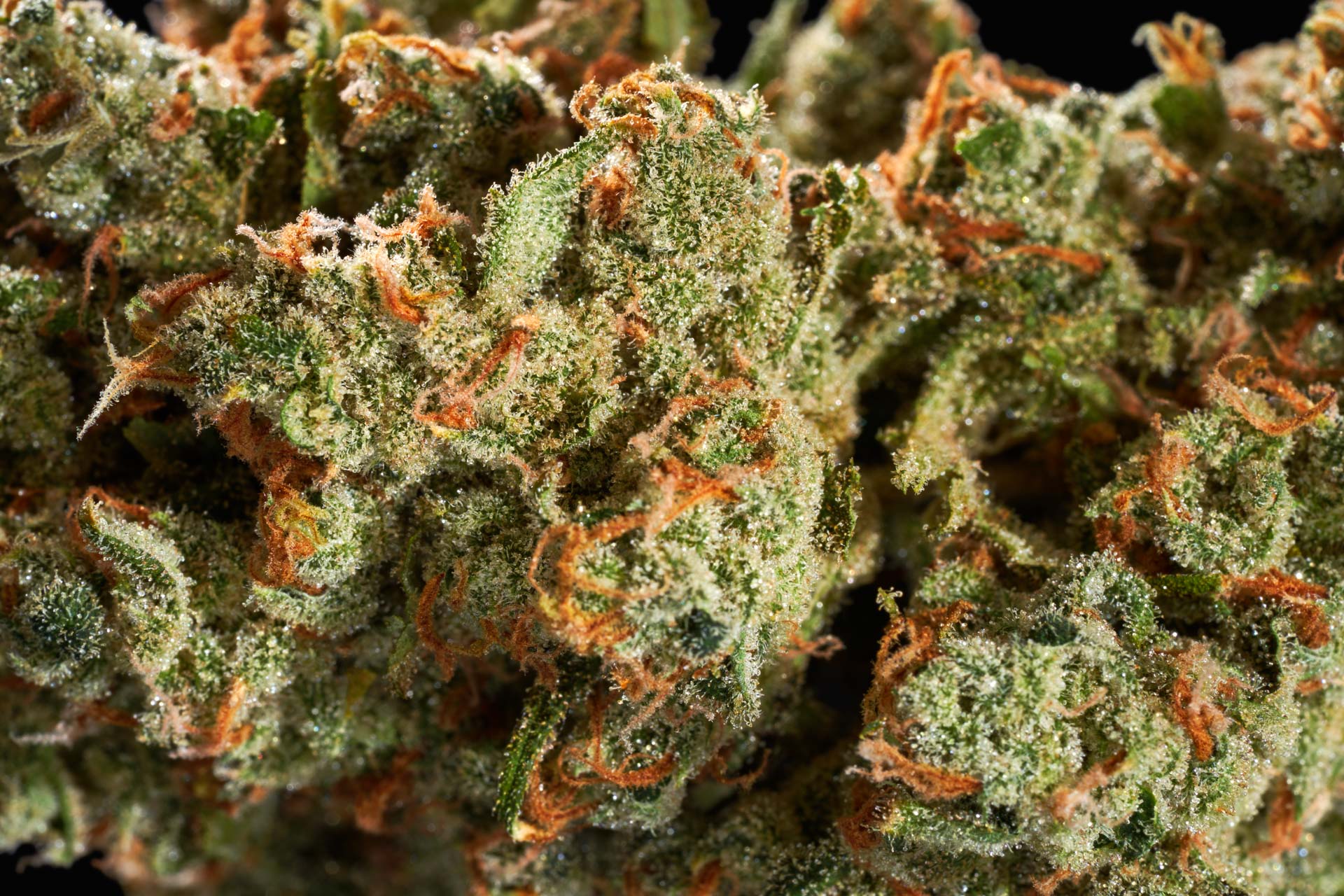 CBD Blüten kaufen: Die besten Sorten für Entspannung