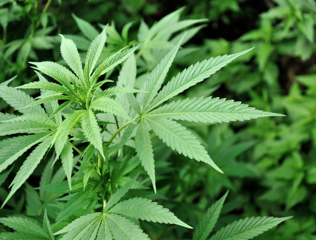CBD Blüten kaufen: Die besten Sorten für Entspannung