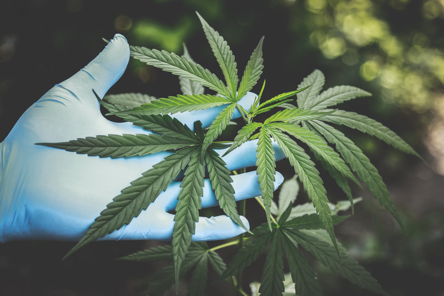 Die besten Indicas und Sativas – Cannabis Samen bestellen mit Auswahland